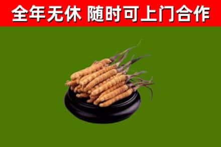 鹤岗烟酒回收冬虫夏草.jpg