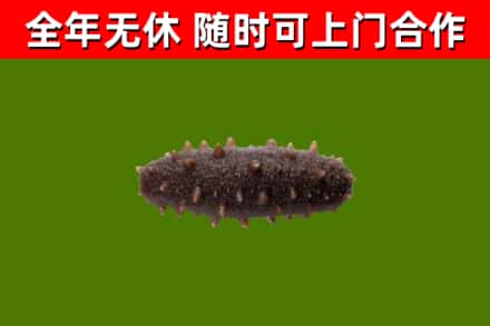 鹤岗烟酒回收干海参.jpg